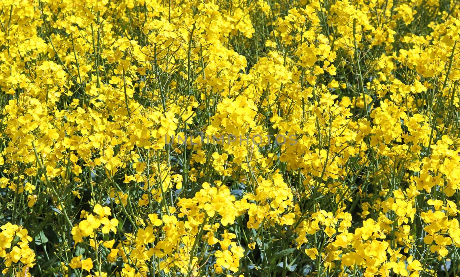 Yellow field of flowering rape and tree against a blue sky with  by MP_foto71