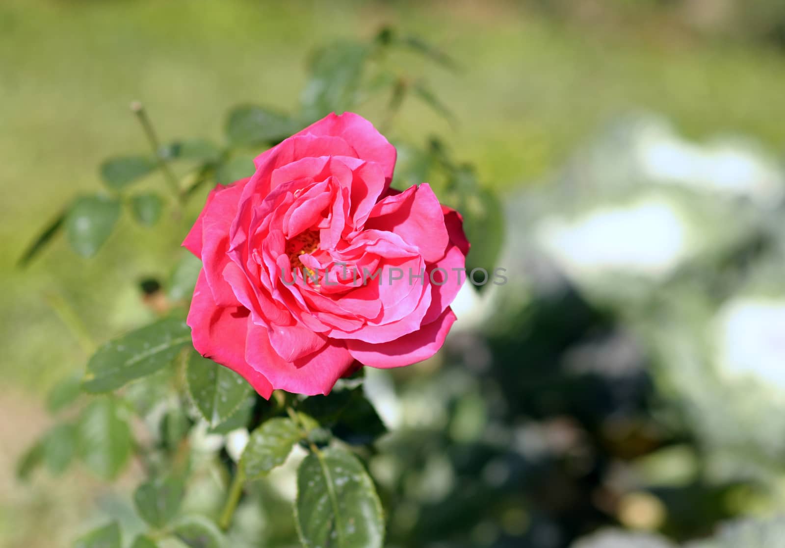 Closeup of a red rose flower in the garden.