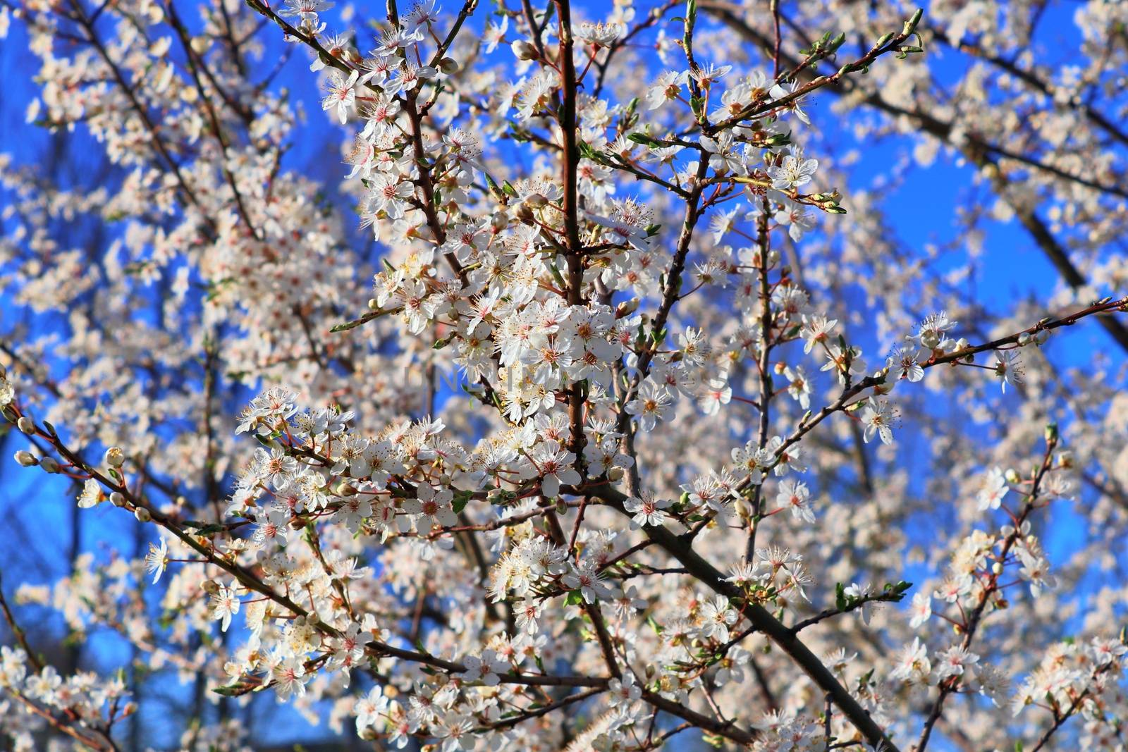 Beautiful cherry and plum trees in blossom during springtime wit by MP_foto71