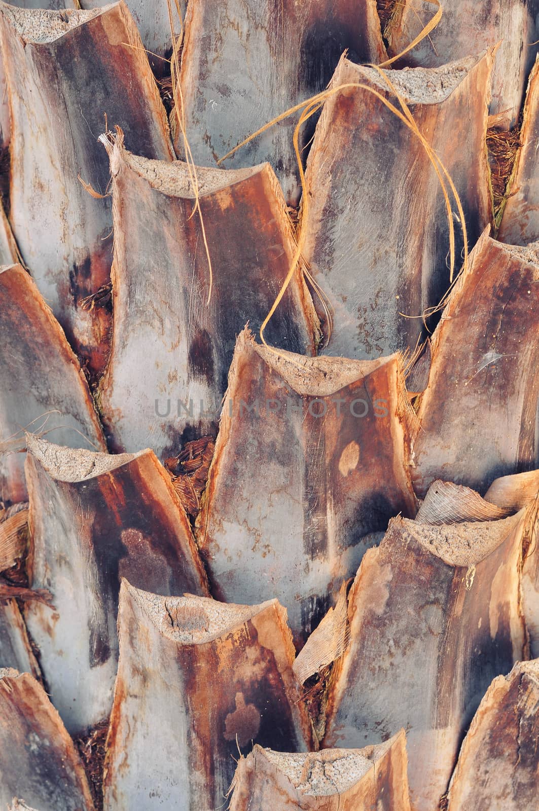 The pattern of the old palm tree bark background, There are cuts.