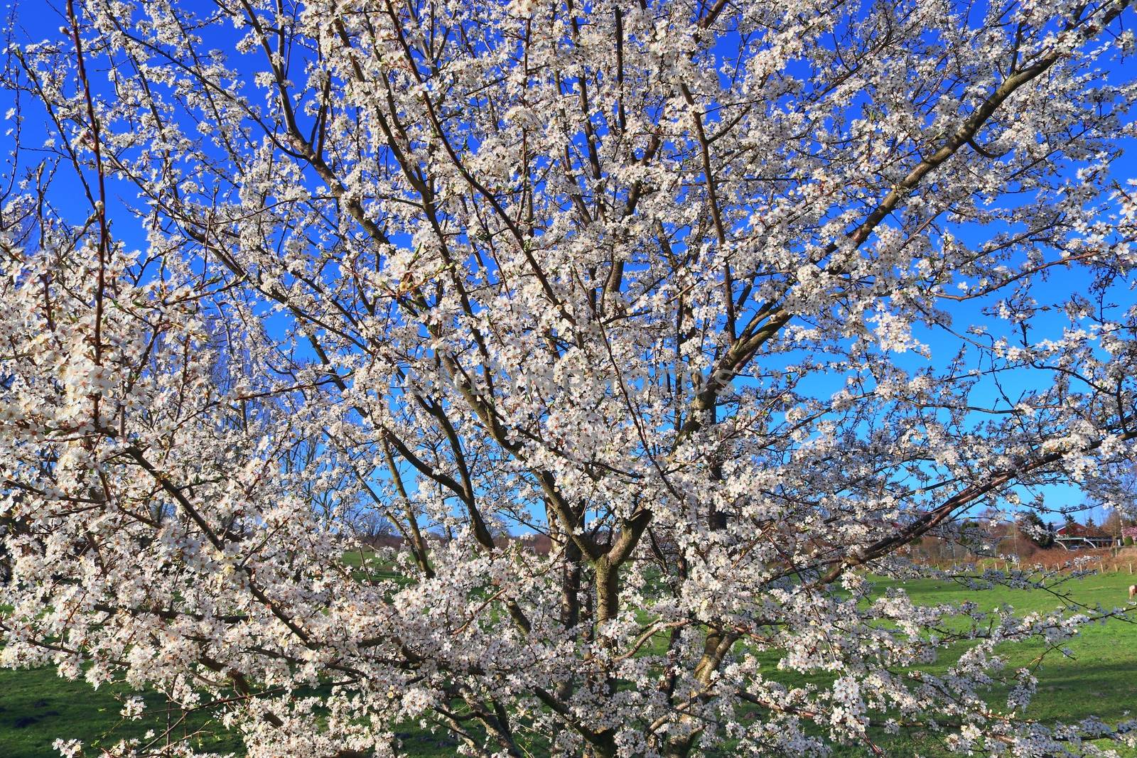 Beautiful cherry and plum trees in blossom during springtime wit by MP_foto71