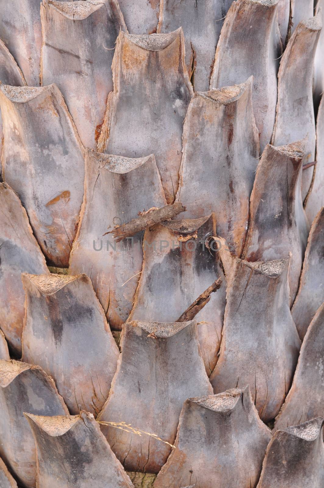 The pattern of the old palm tree bark background, There are cuts.