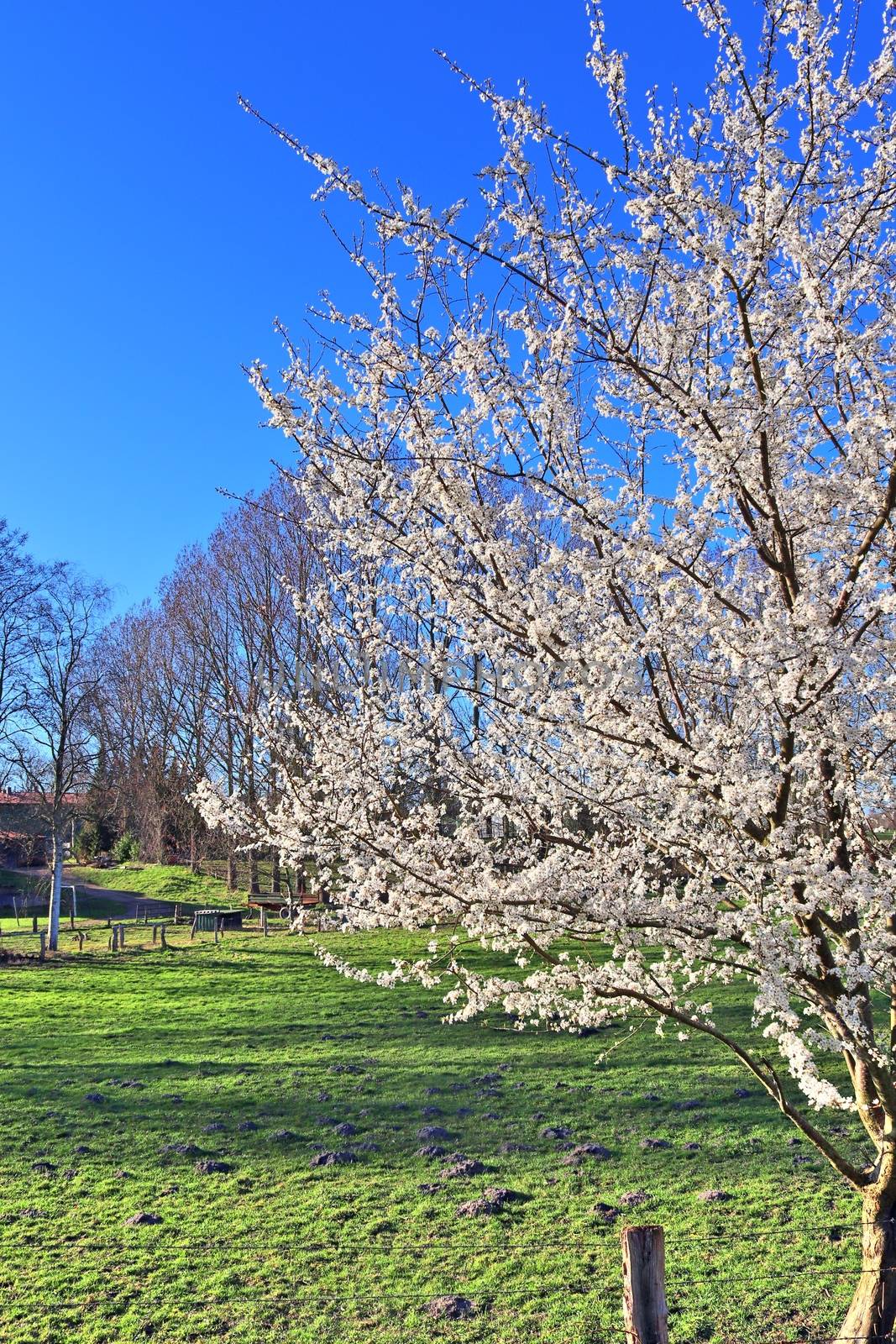 Beautiful cherry and plum trees in blossom during springtime with colorful flowers.