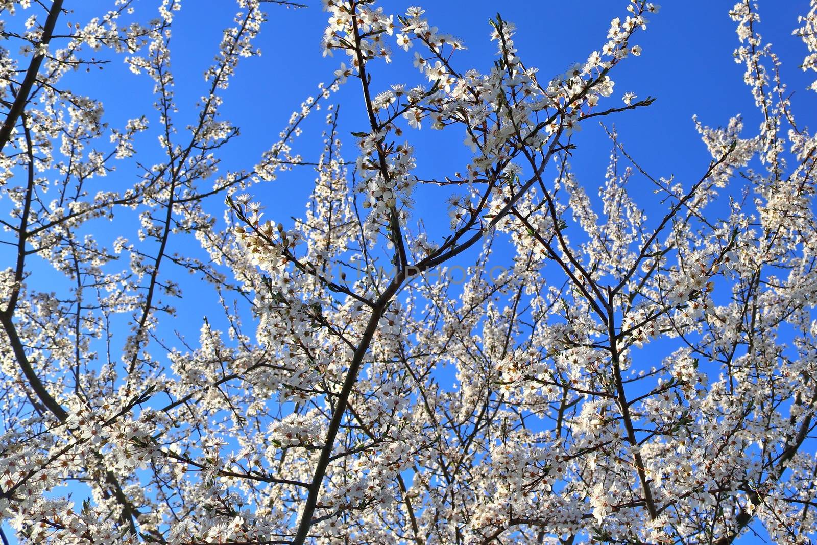 Beautiful cherry and plum trees in blossom during springtime wit by MP_foto71