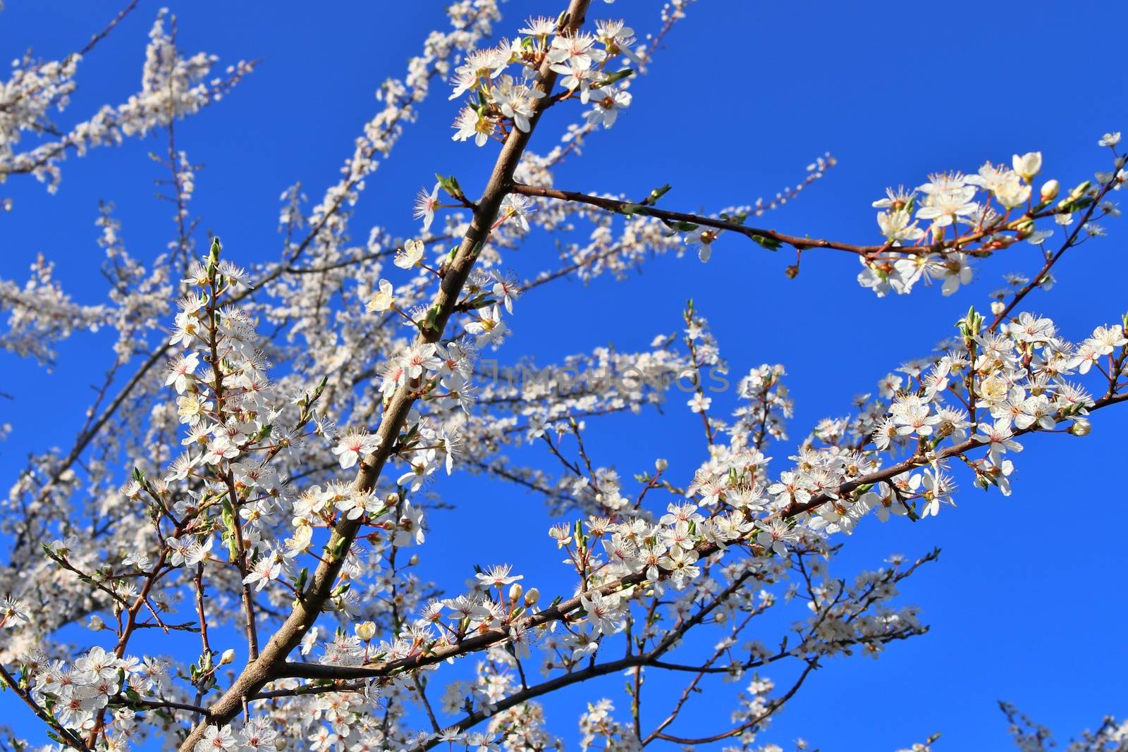 Beautiful cherry and plum trees in blossom during springtime with colorful flowers.