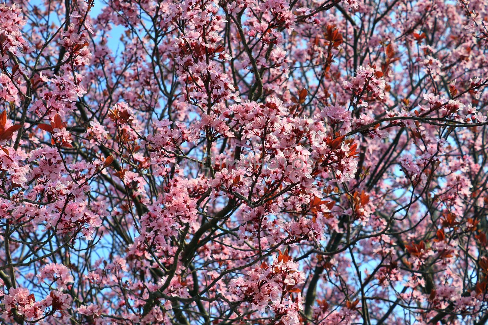 Beautiful cherry and plum trees in blossom during springtime wit by MP_foto71