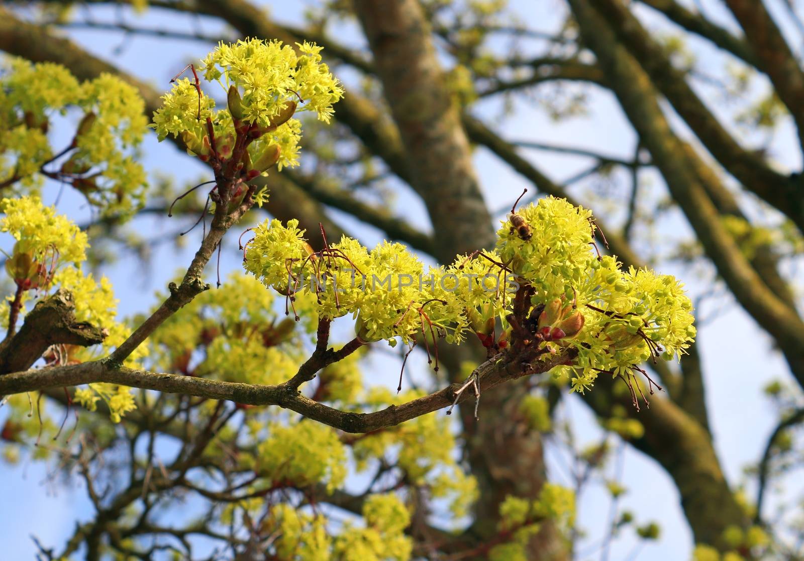 Beautiful cherry and plum trees in blossom during springtime with colorful flowers.