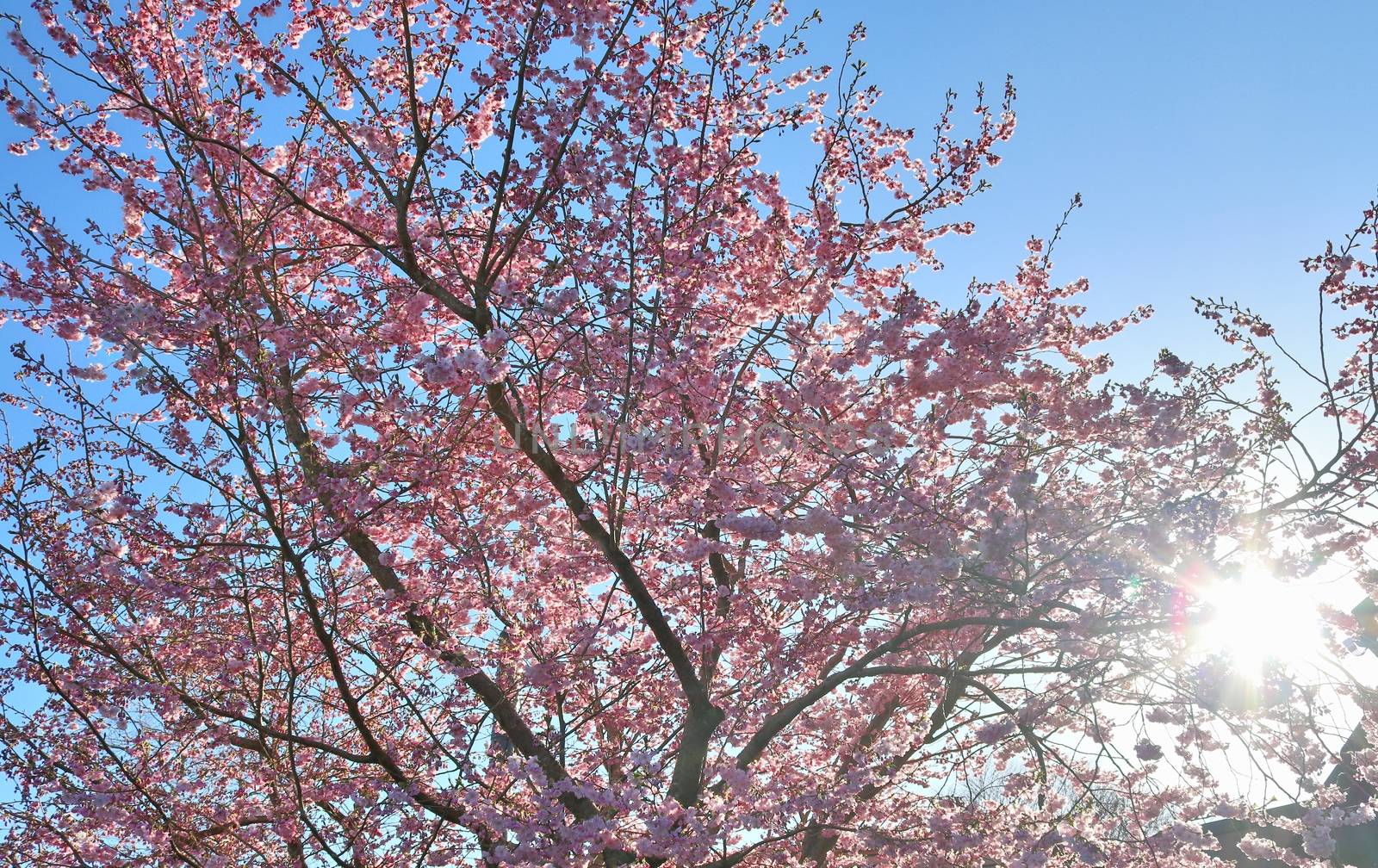 Beautiful cherry and plum trees in blossom during springtime with colorful flowers.