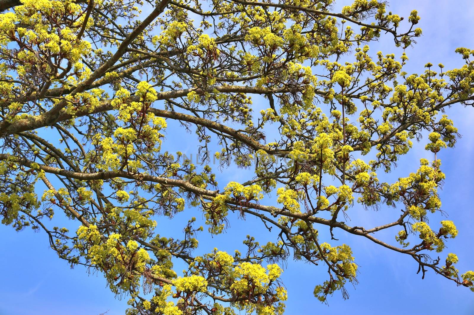 Beautiful cherry and plum trees in blossom during springtime with colorful flowers.