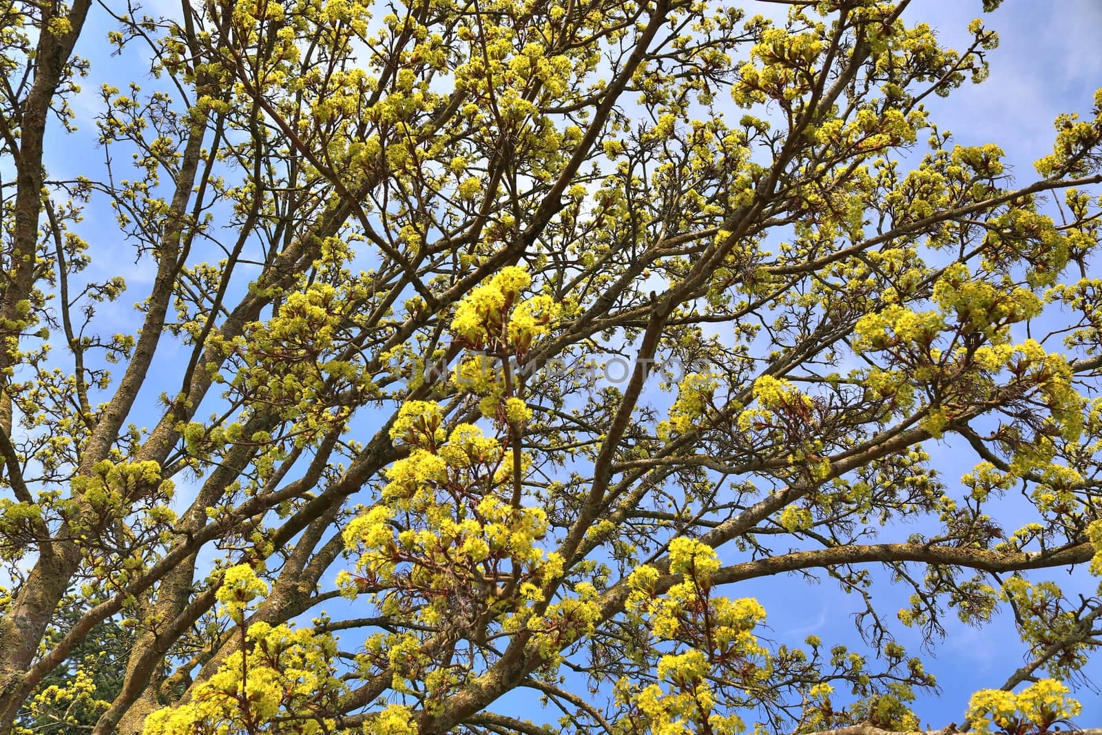 Beautiful cherry and plum trees in blossom during springtime with colorful flowers.