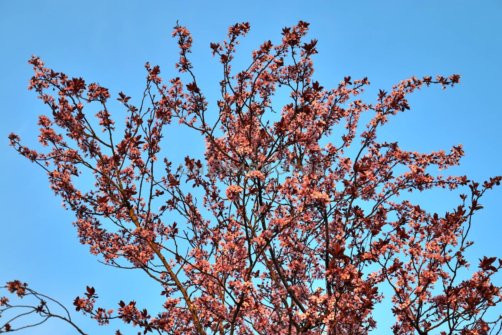 Beautiful cherry and plum trees in blossom during springtime with colorful flowers.