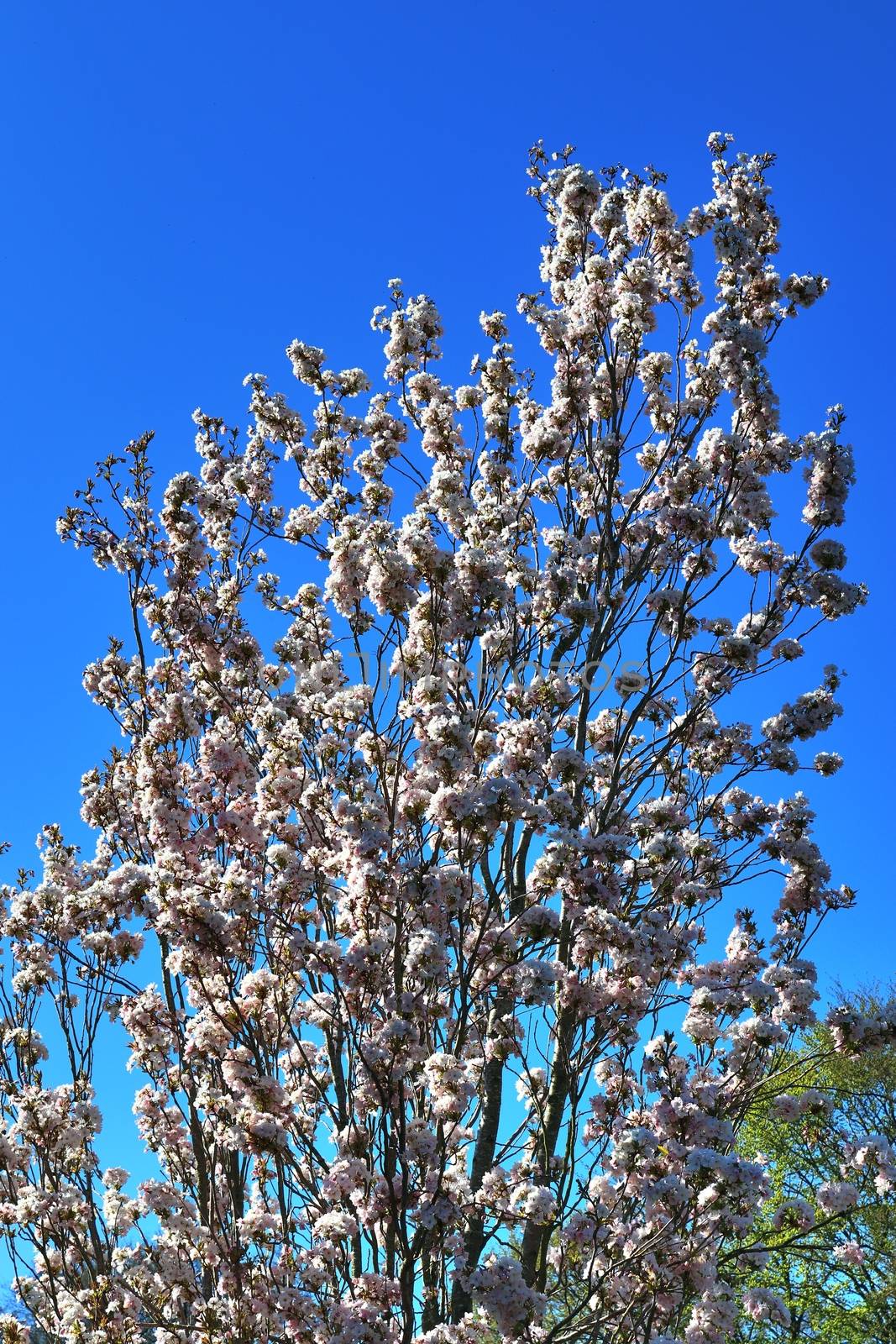 Beautiful cherry and plum trees in blossom during springtime with colorful flowers.