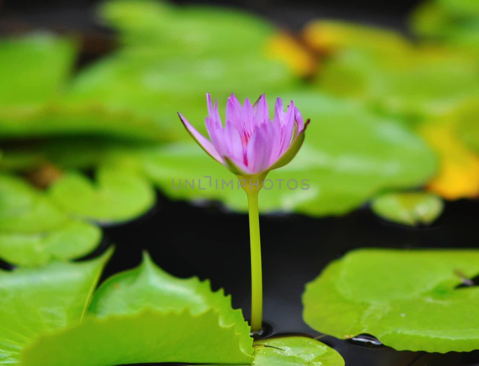 Lotus in full bloom in the pond, the flower in the popular in Thailand.