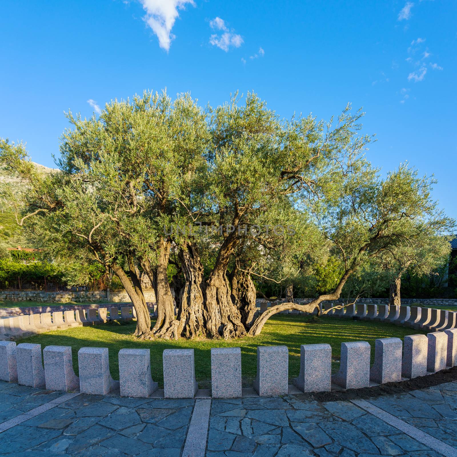 Ancient olive growing in the city of Bar, in Montenegro by VADIM