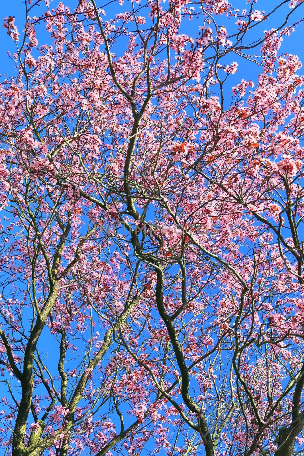 Beautiful cherry and plum trees in blossom during springtime with colorful flowers.