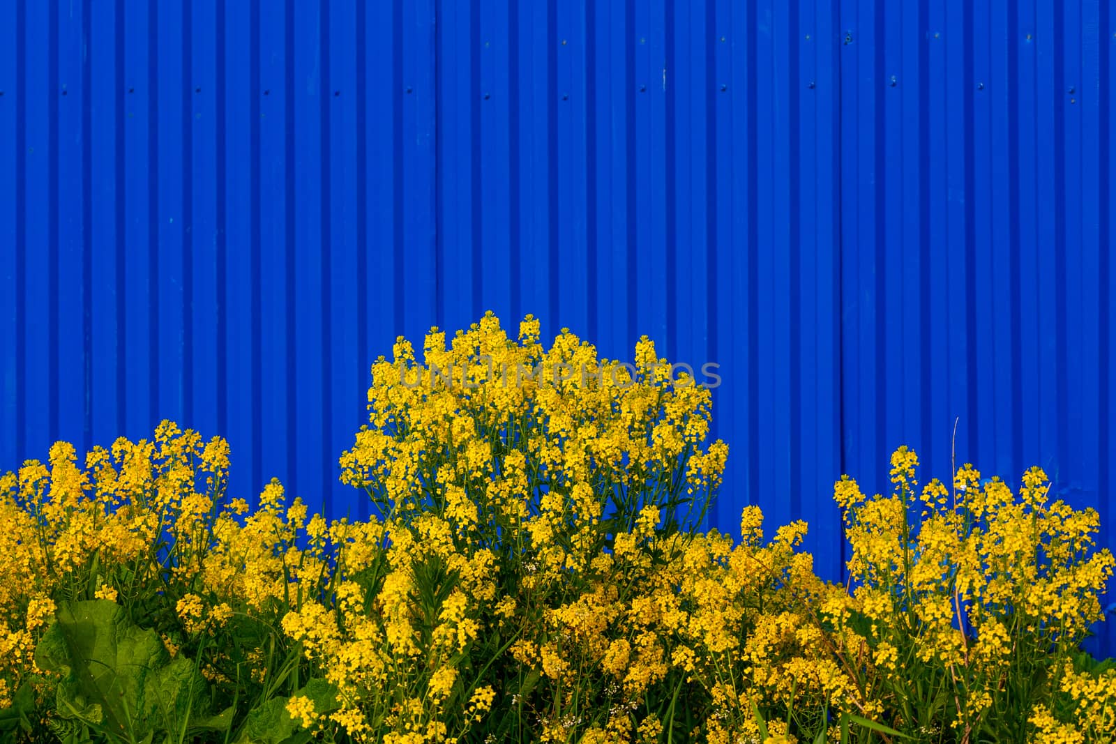 Barbarea vulgaris or Yellow Rocket or Garden yellowrocket flowers on blurry blue fence background. Strong opposite colors contrast.