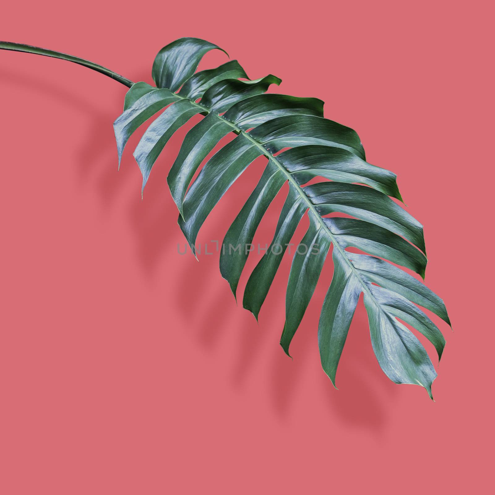 Philodendron tropical leaves on coral color background with clip by Myimagine
