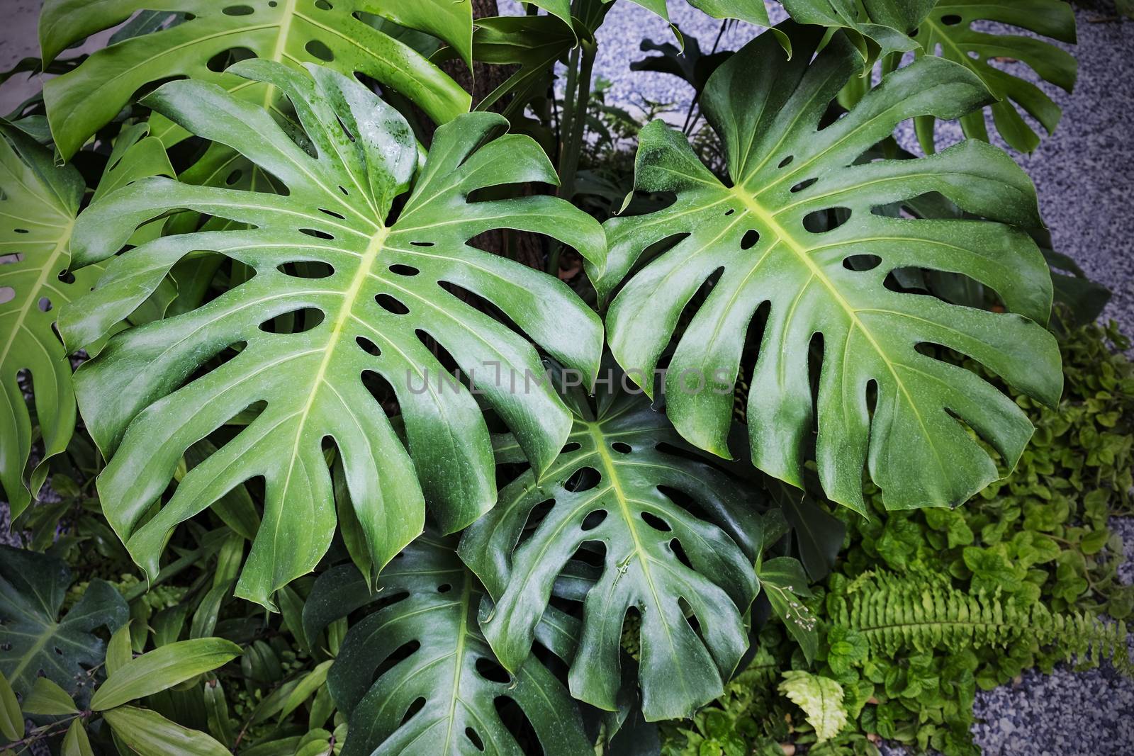 Monstera deliciosa plants in the garden Tropical leaves backgrou by Myimagine