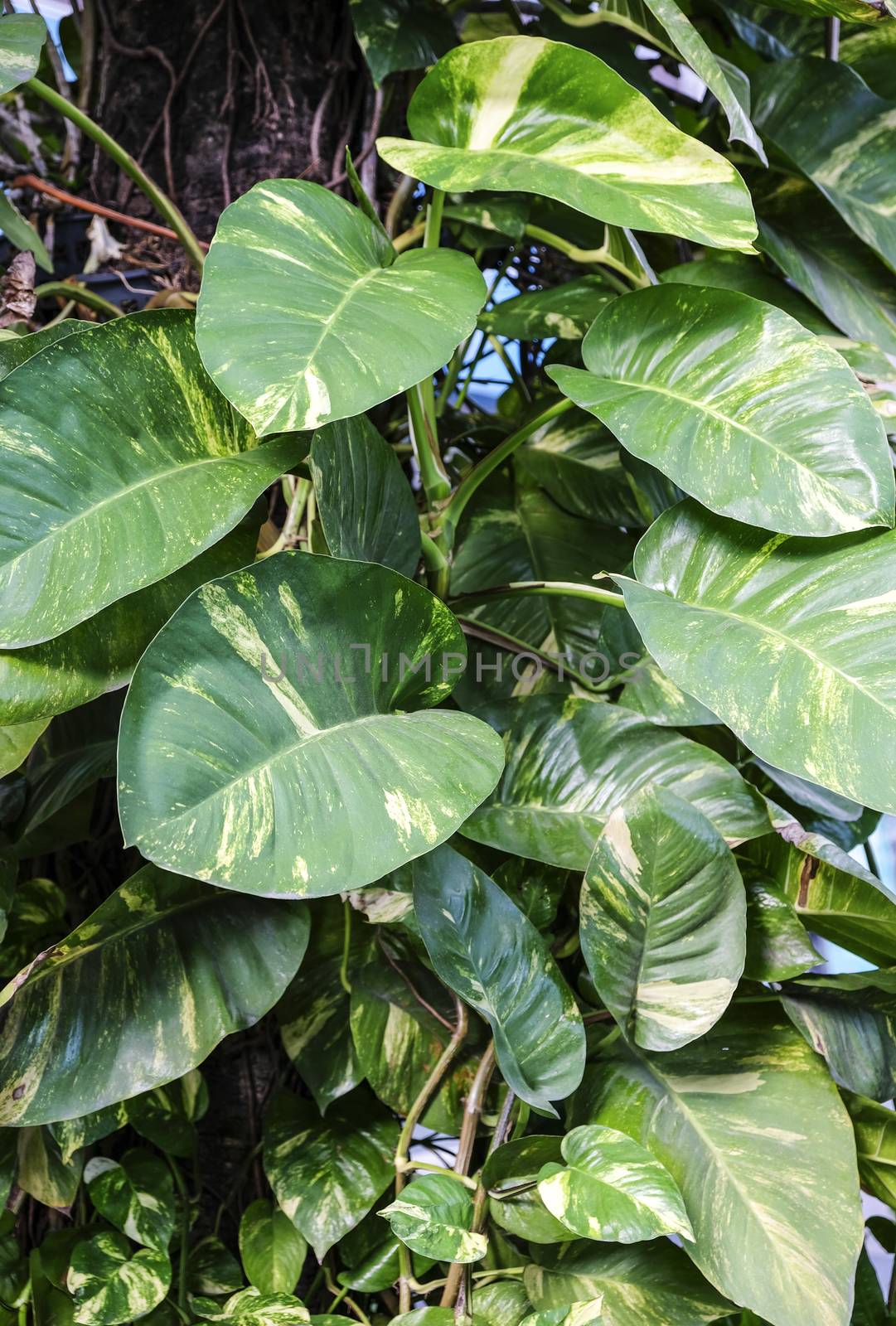 Golden pothos or money plant in the garden by Myimagine