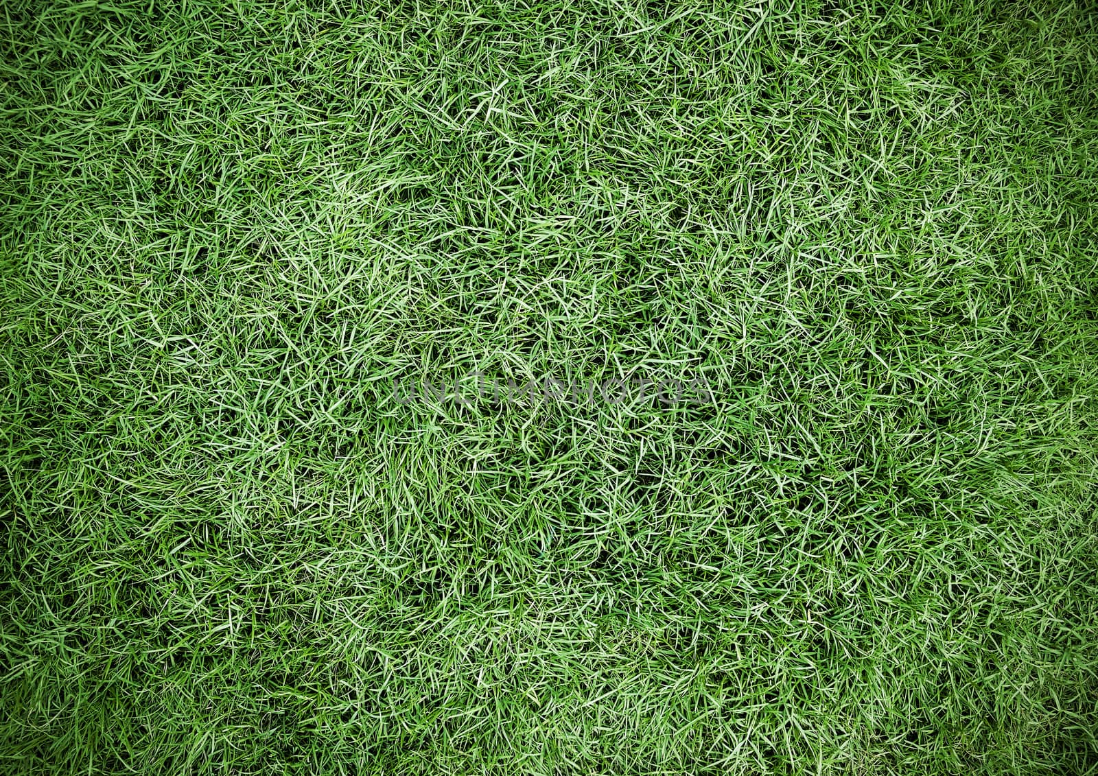 Green grass texture background