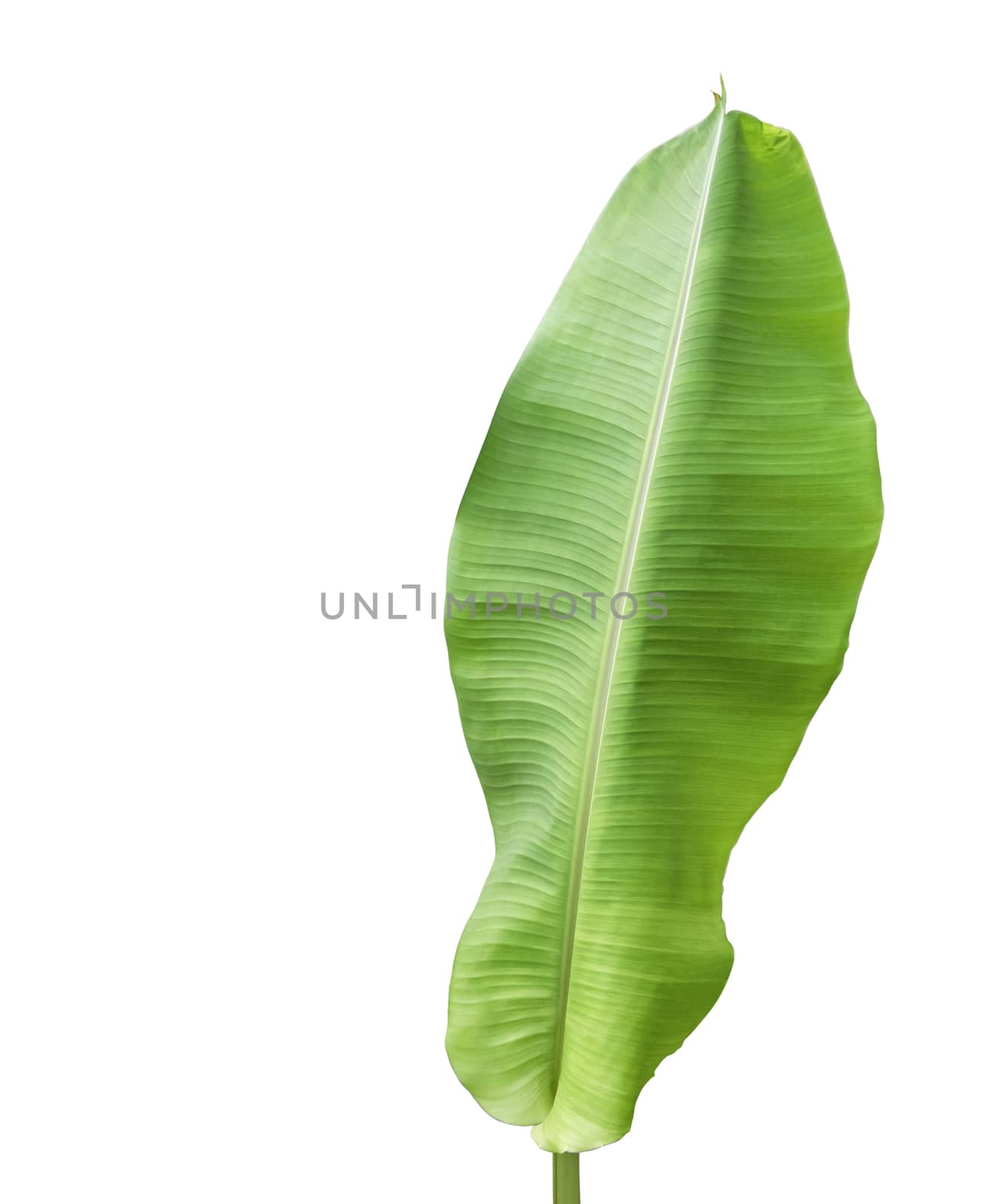 Banana foliage isolated on white background with clipping path