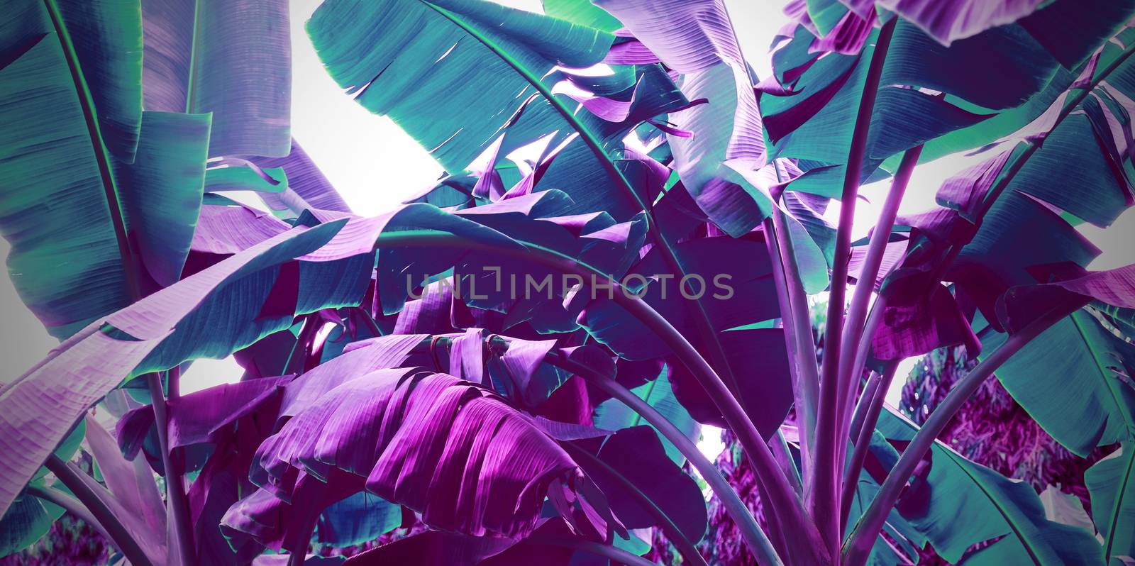 Abstract banana leaves background neon color by Myimagine