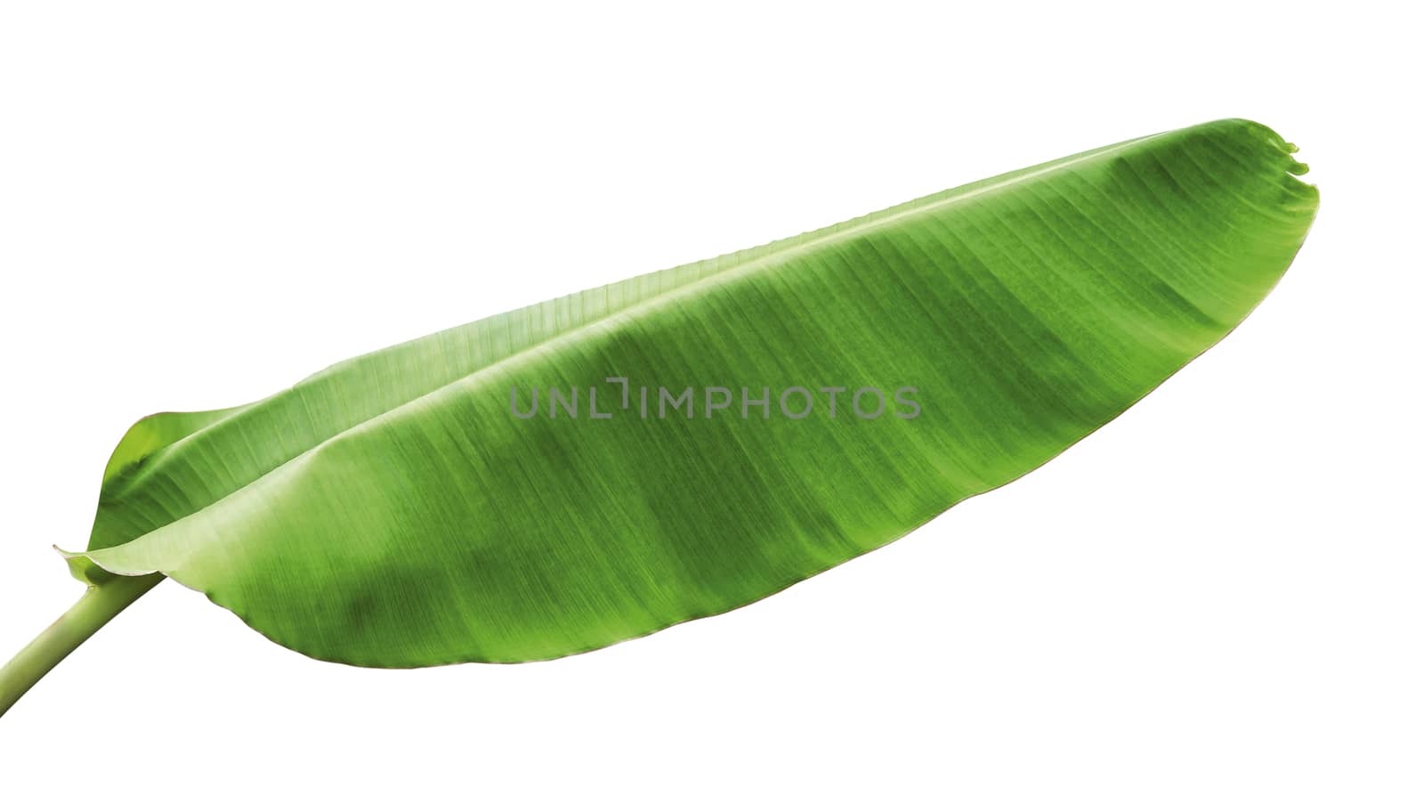 Banana foliage isolated on white background with clipping path