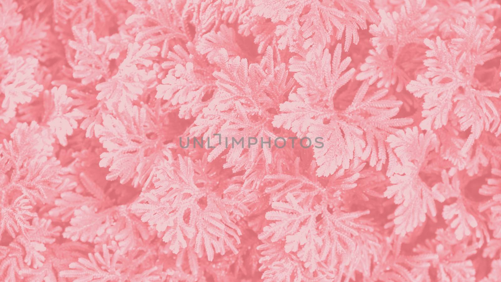 Tree in the garden coral color background