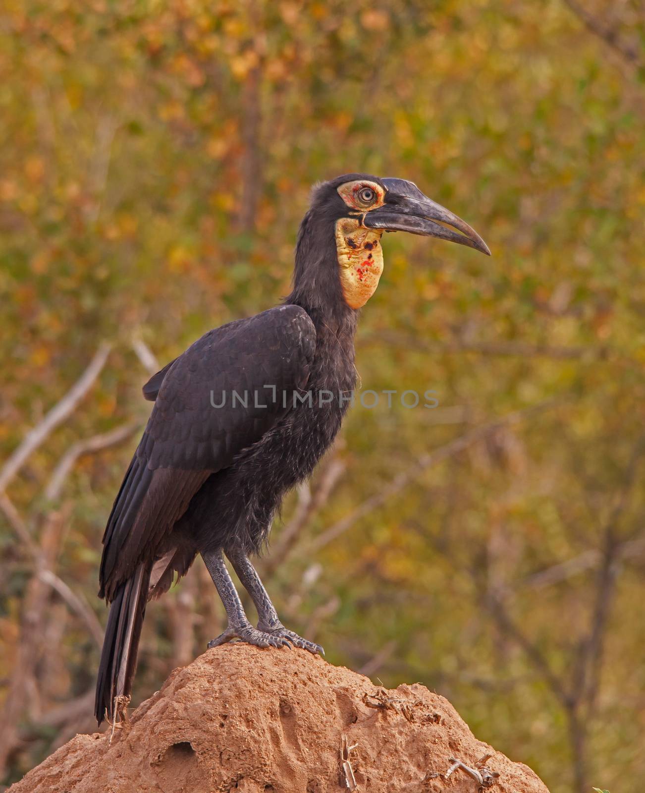 The Immature Southern Ground Hornbill (Bucorvus leadbeateri), seen here perching on an ant nest, already resembles the adult, but the bare parts of the face and the fleshy part on the throat, called the wattle, will turn bright red.