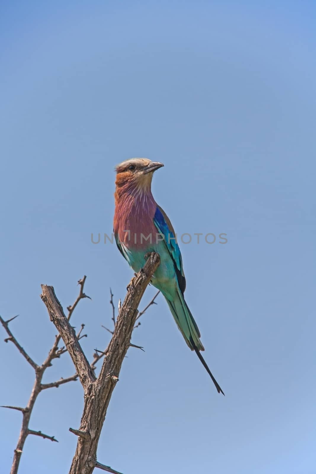 Lilac-breasted Roller Coracias caudatus  9421 by kobus_peche