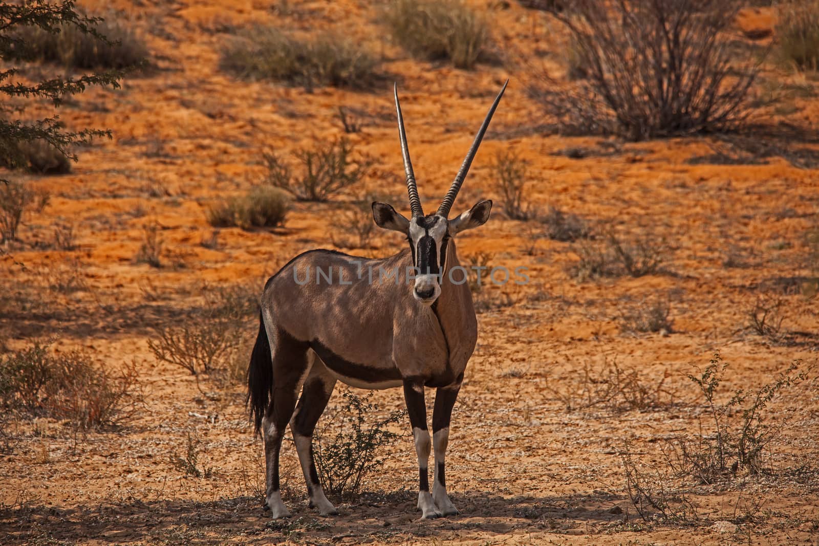 Single Oryx in Kgalagadi Trans Frontier Park