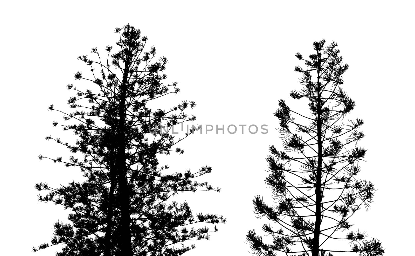 Silhouette fir tree on white background