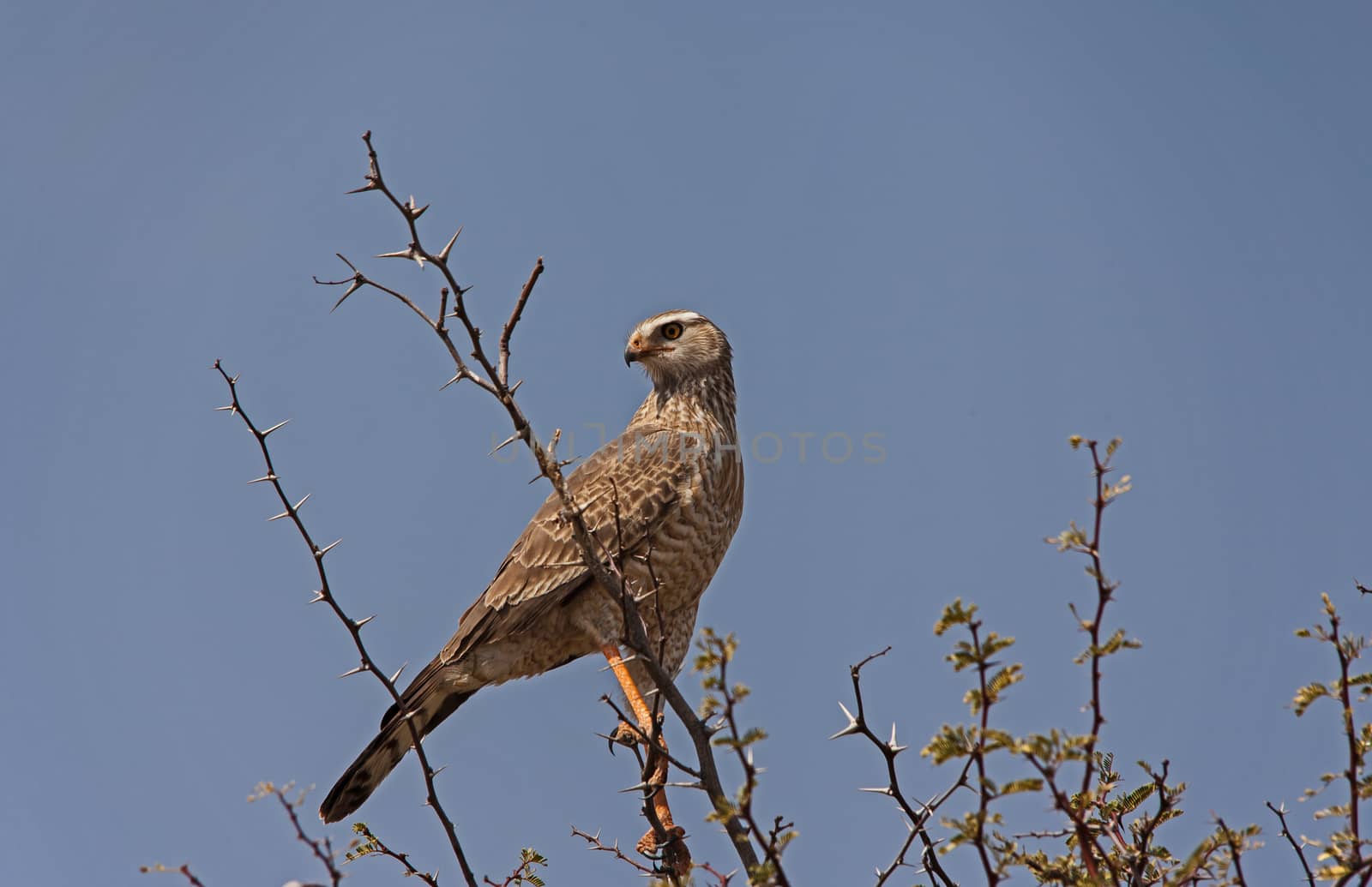 Southern Pale Chanting Goshawk Merielax canorus Juvenile 4512 by kobus_peche