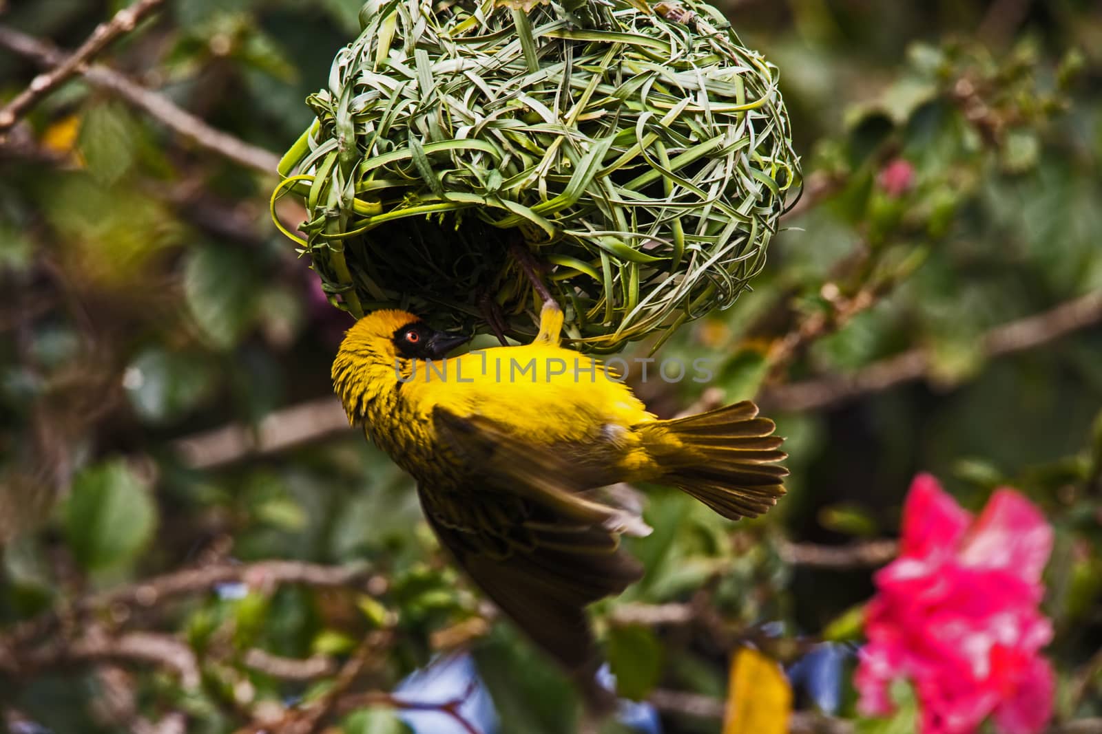 Village Weaver Ploceus cucullatus 8893 by kobus_peche