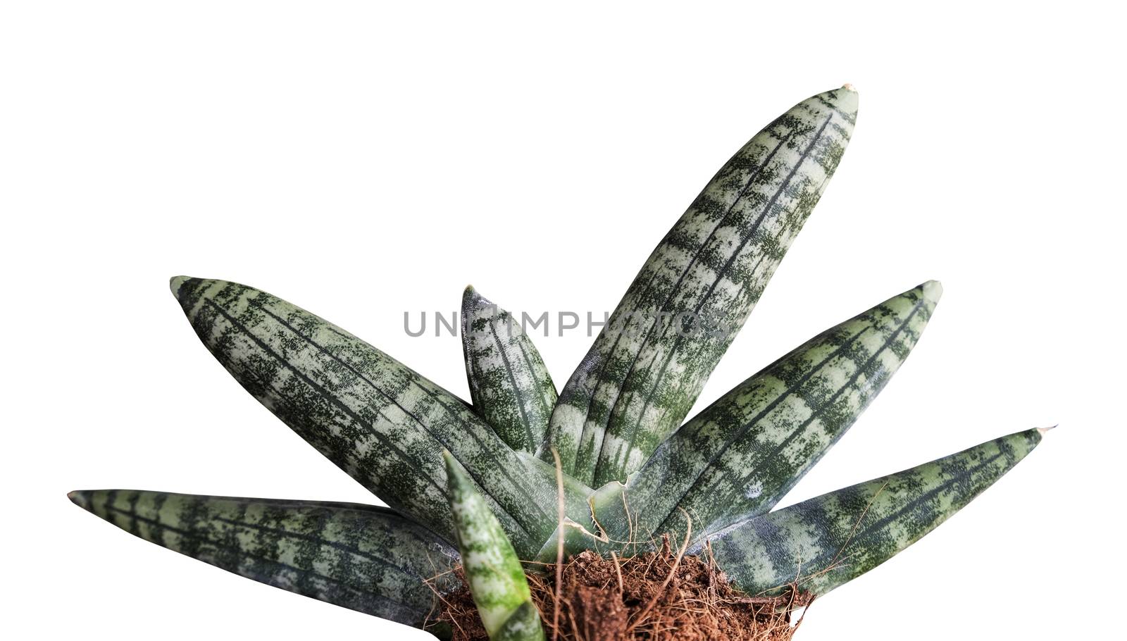 Sansevieria or snake plant isolated on white background