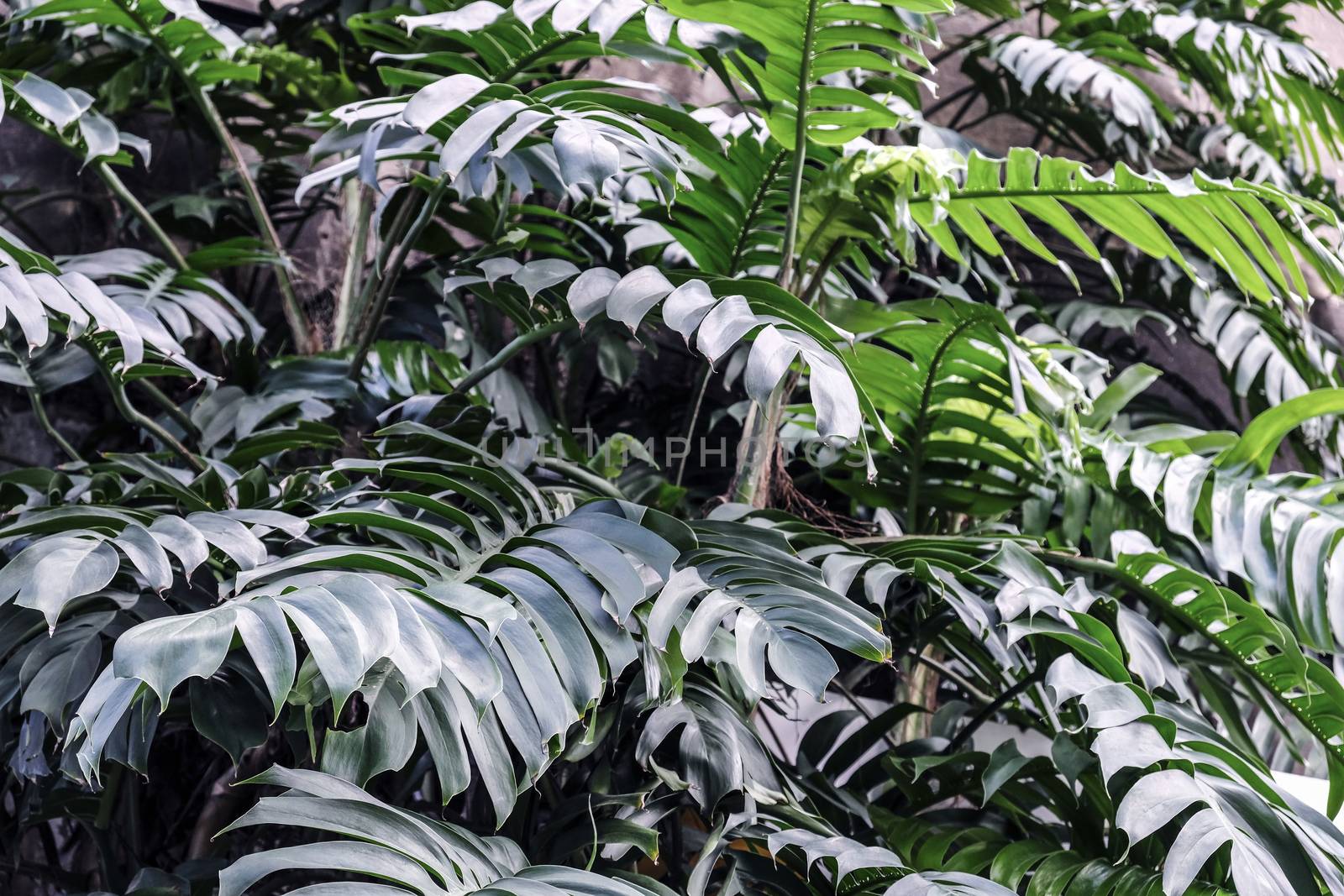  Philodendron in the garden Tropical leaves background