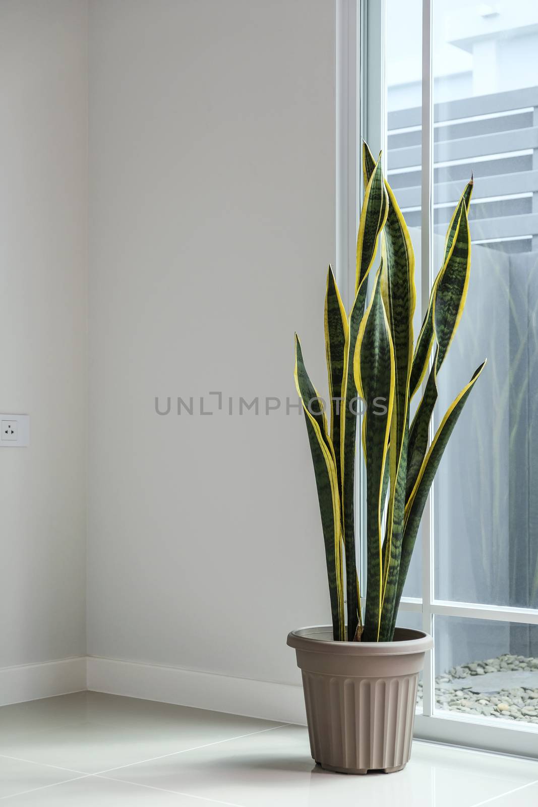 Sansevieria or snake plant at home