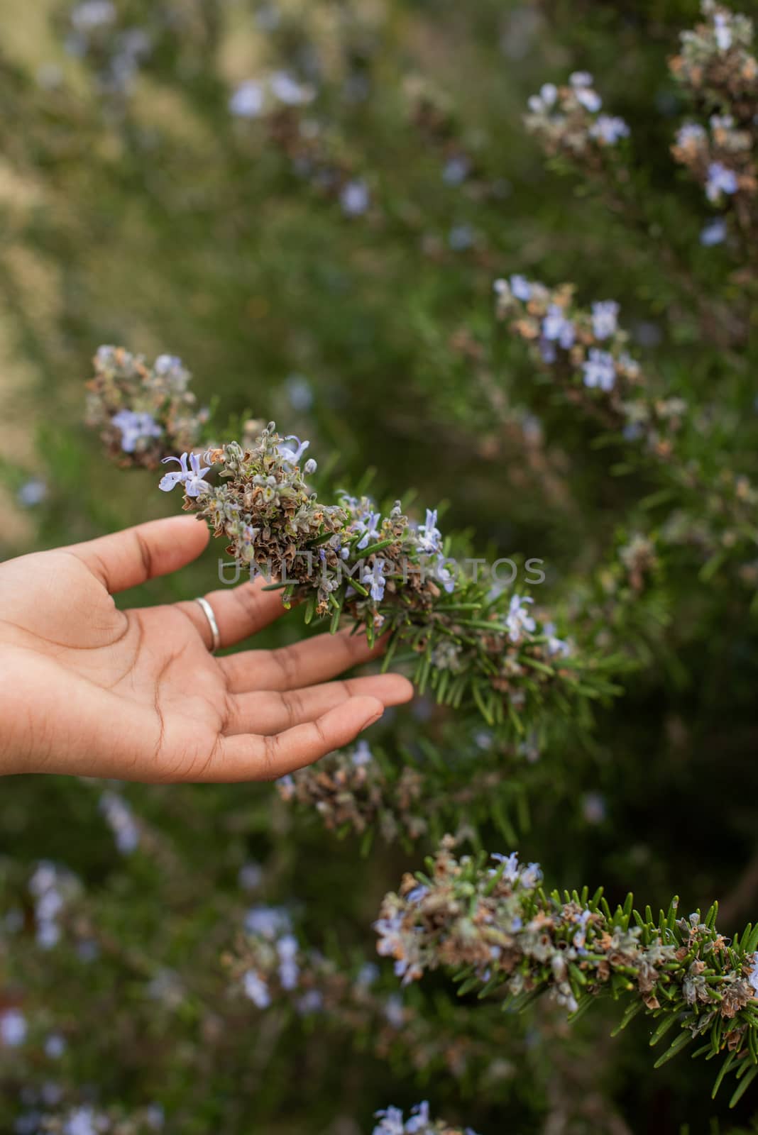 Vertical shot of hand touching plant