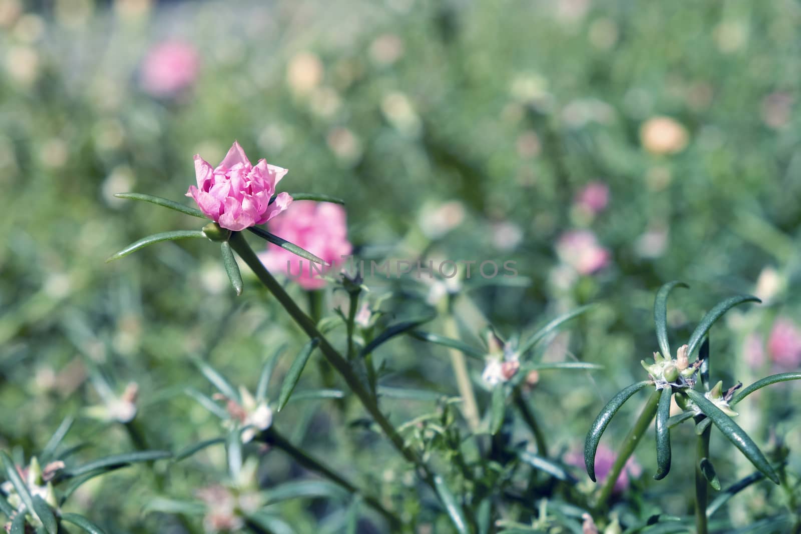 Common Purslane flower in the garden