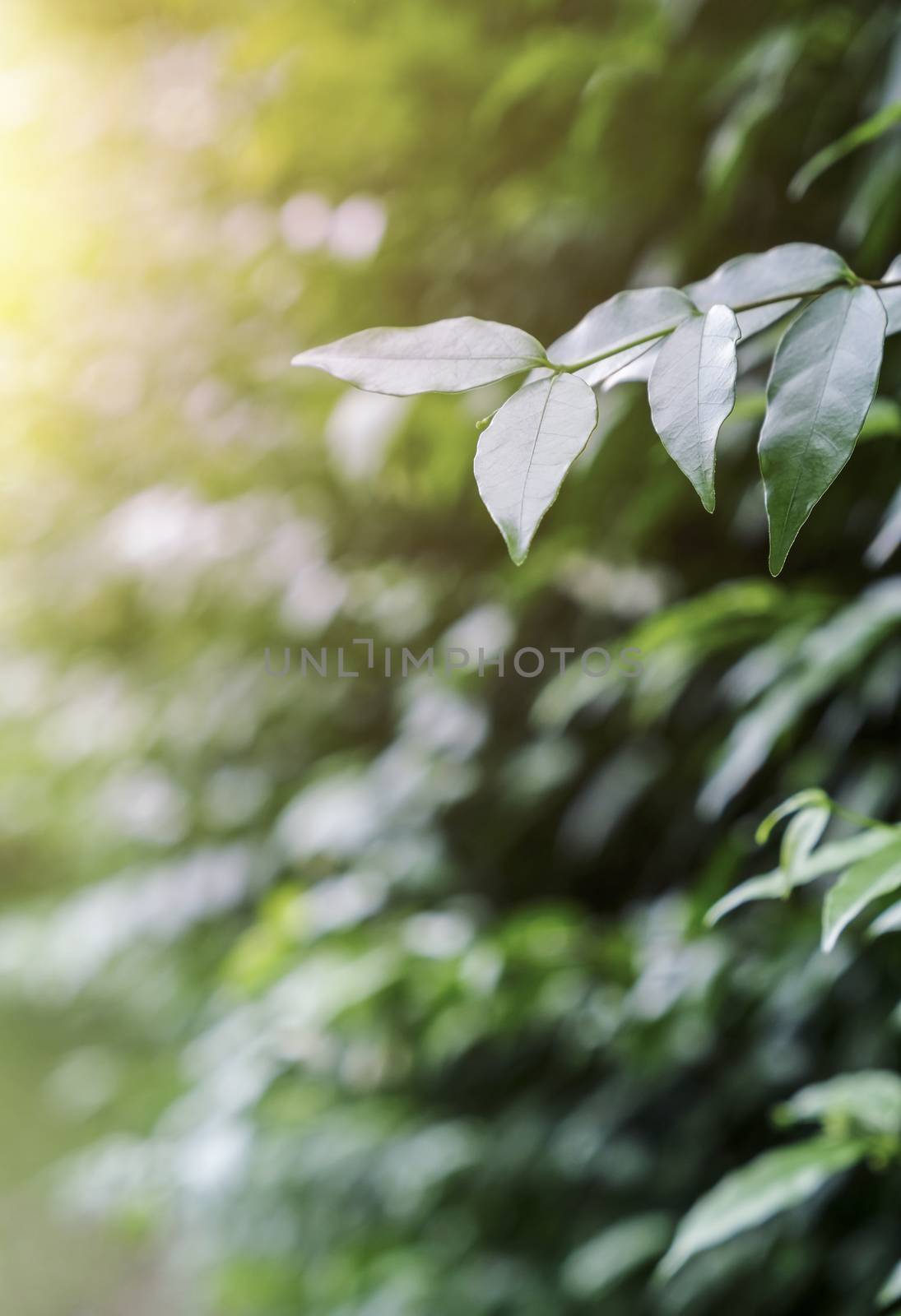 Green leaves with sunlight in the garden by Myimagine