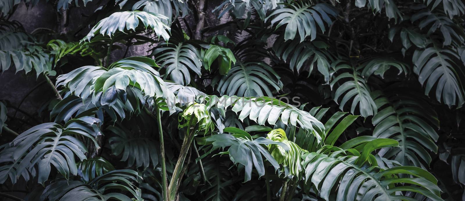  Philodendron in the garden Tropical leaves background