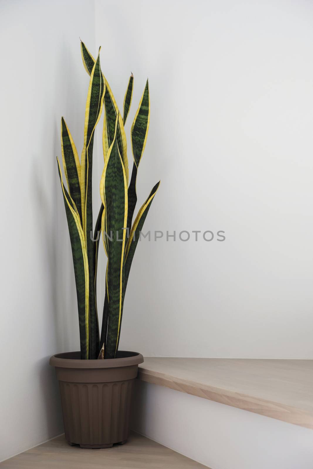 Sansevieria or snake plant at staircase in home by Myimagine