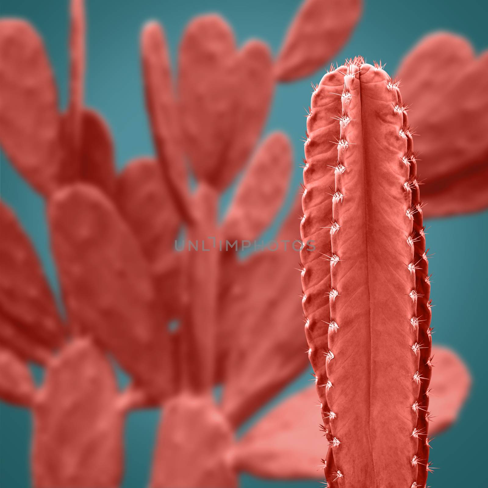 Living coral cactus on blue background