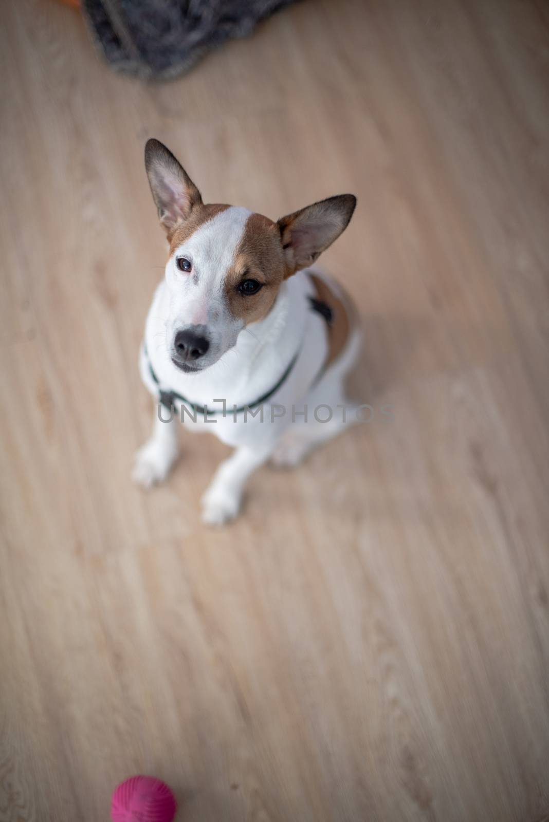 Vertical portrait of alert puppy sitting on floor by rushay