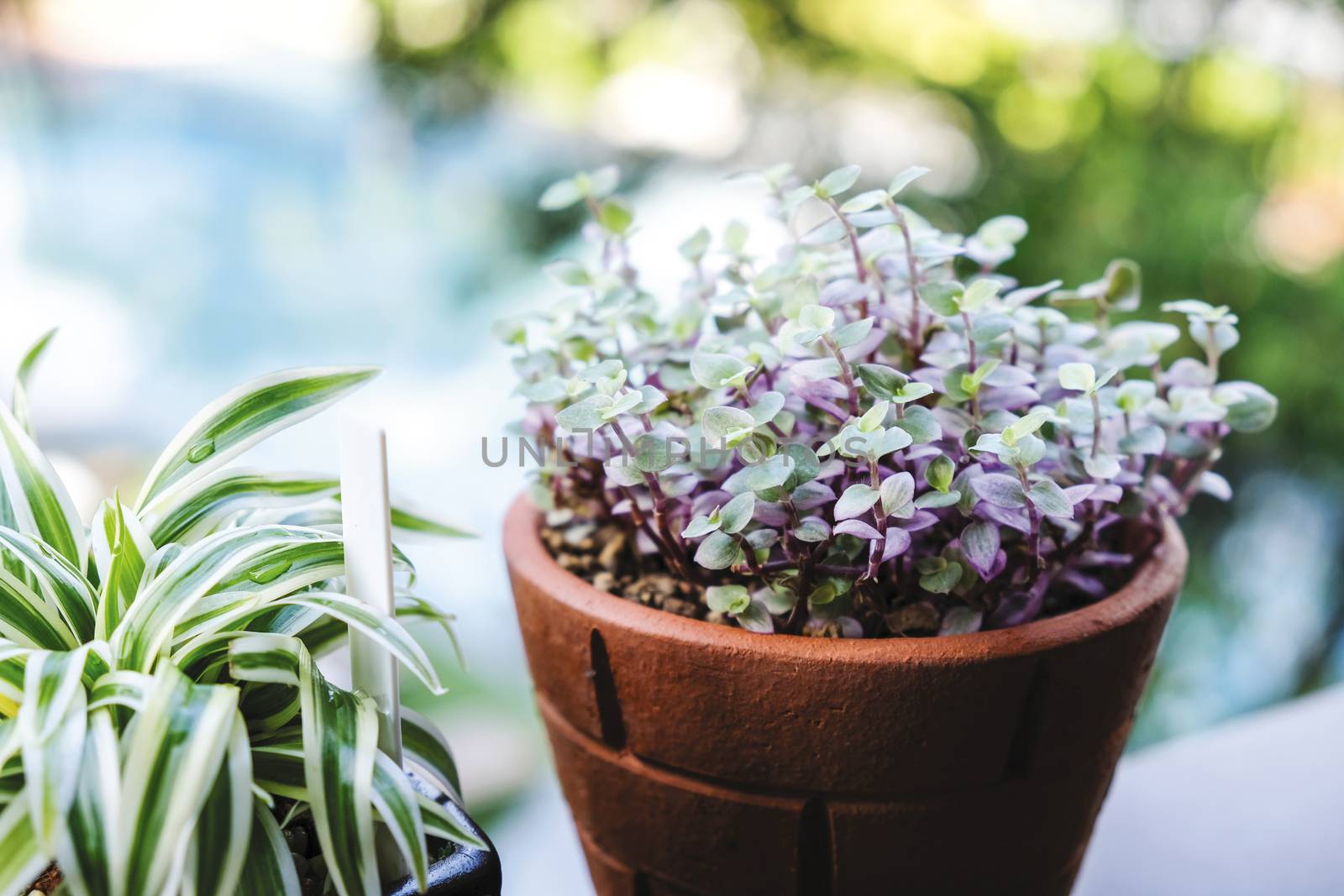 Mini turtle plant and spider plant in pot at terrace