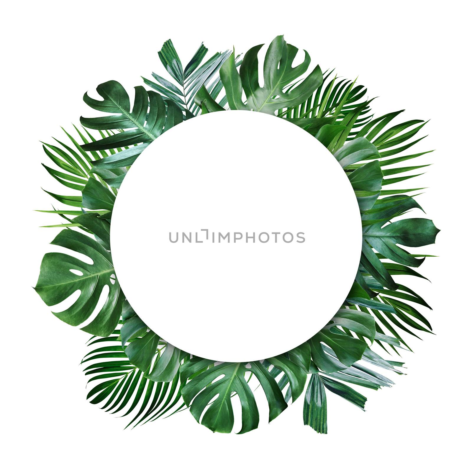 Summer tropical leaves and blank frame with copy space on white background