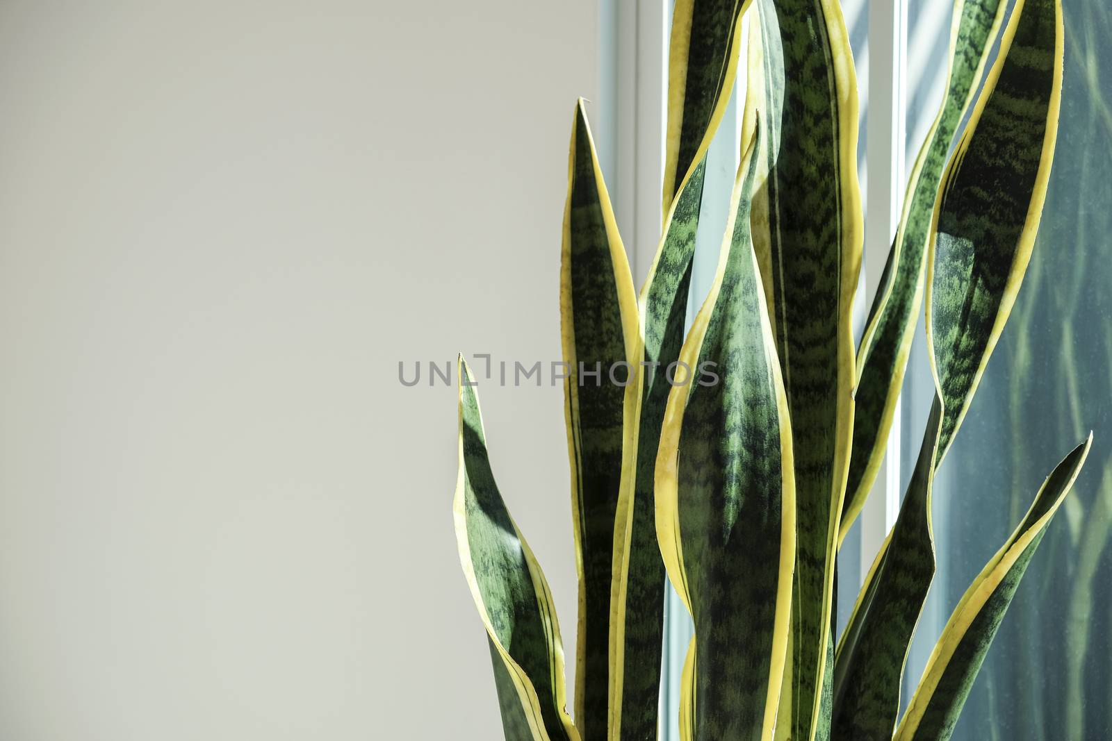 Sansevieria or snake plant with copy space