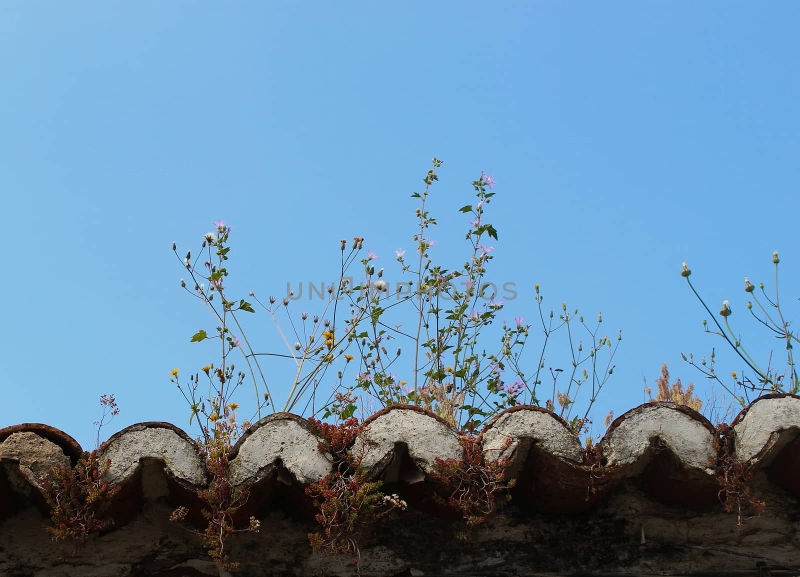 Plants are growing on top of a roof. Beja, Portugal.