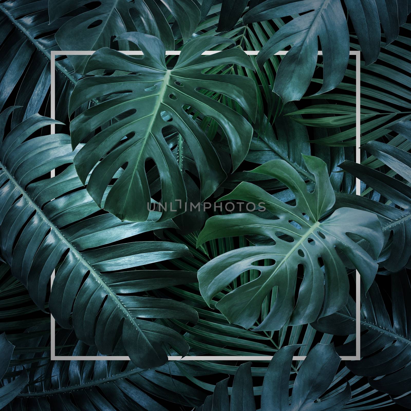 Summer tropical leaves on black background by Myimagine