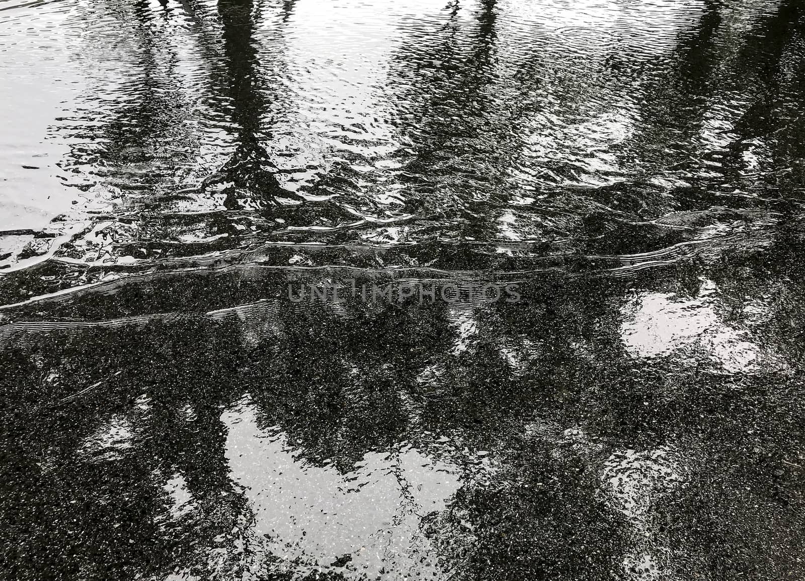 Rain on the asphalt road with tree shadow reflection in the park